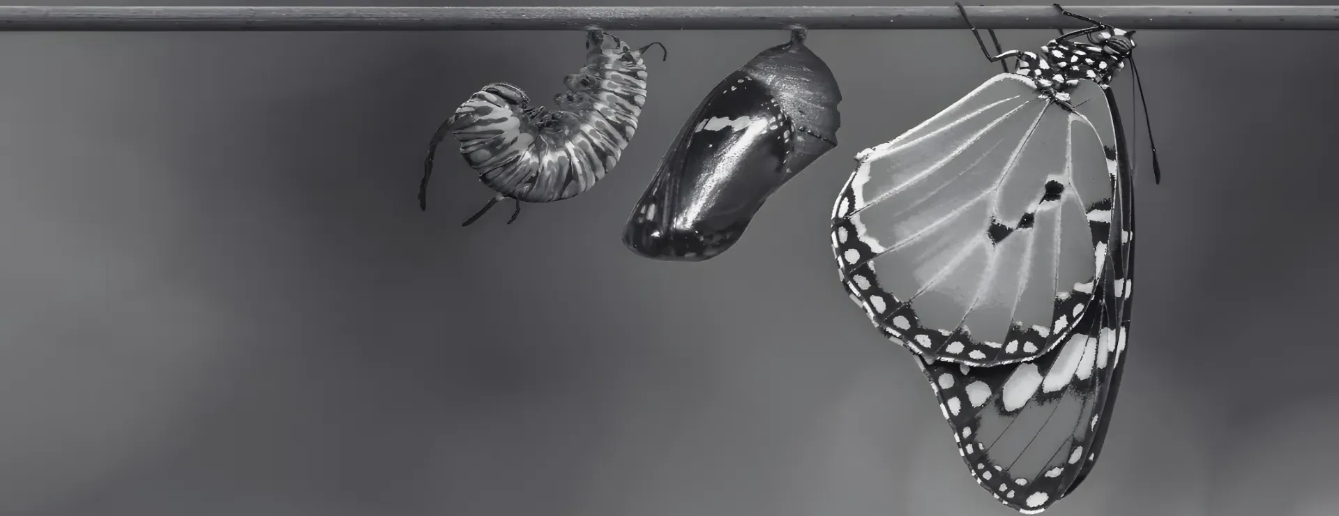 pupae growing into butterfly